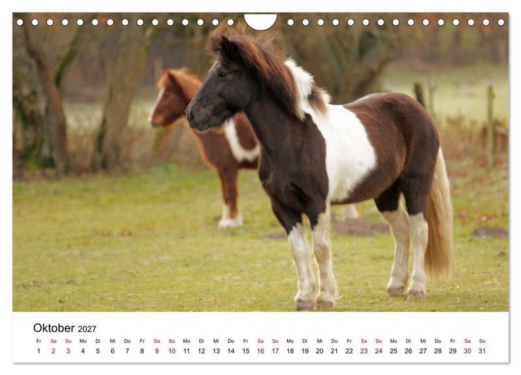 Produktbild: Islandpferde - Hufschlag aus Feuer und Eis (Wandkalender 2027 DIN A4 quer), CALVENDO Monatskalender