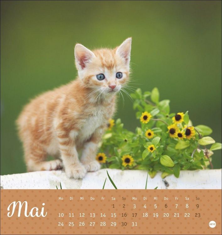 Produktbild: Katzen Postkartenkalender Kleine Tiger 2027