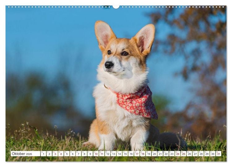 Produktbild: Britische H&uuml;tehunde - Treue Freunde auf vier Pfoten (hochwertiger Premium Wandkalender 2026 DIN A2 quer), Kunstdruck in Hochglanz