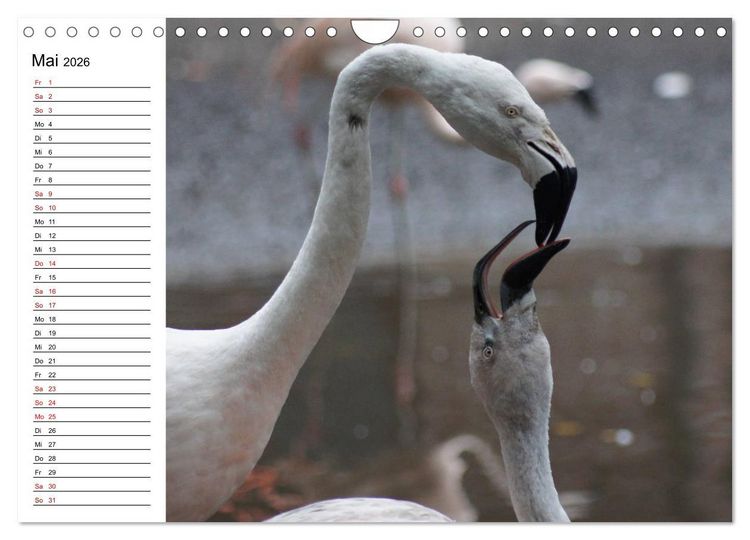 Produktbild: Elegante Flamingo (Wandkalender 2026 DIN A4 quer), CALVENDO Monatskalender