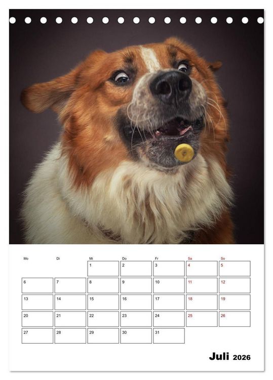 Produktbild: Fang das Leckerli (Tischkalender 2026 DIN A5 hoch), CALVENDO Monatskalender