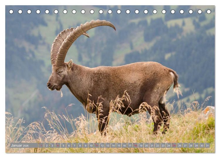 Produktbild: Steinwild am Pilatus (Tischkalender 2026 DIN A5 quer), CALVENDO Monatskalender