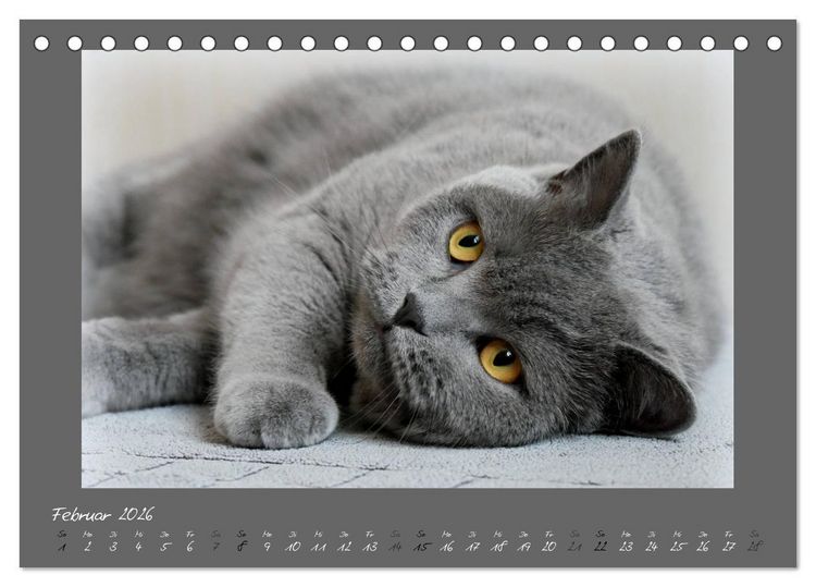 Produktbild: GRAUE ENGEL Britischkurzhaar-Katzen (Tischkalender 2026 DIN A5 quer), CALVENDO Monatskalender
