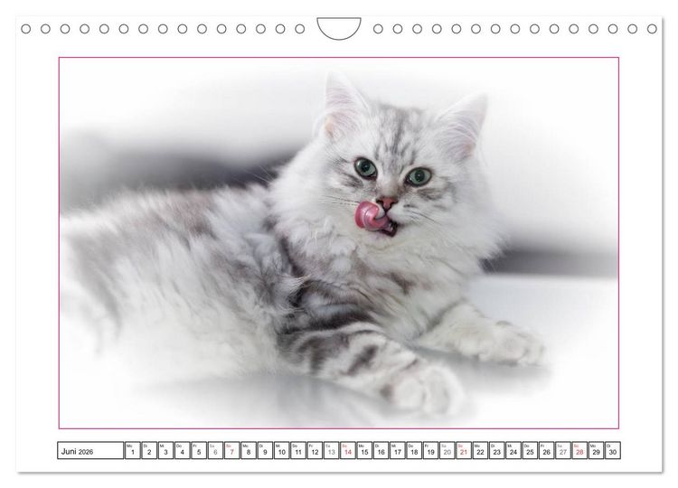 Produktbild: Katzen &ndash; Treue Begleiter (CH - Version) (Wandkalender 2026 DIN A4 quer), CALVENDO Monatskalender