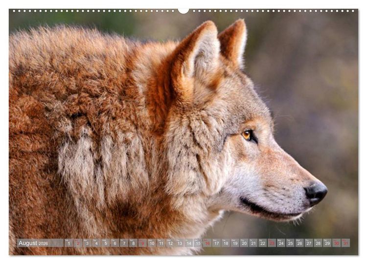 Produktbild: Wolves &bull; Faces of social hunters (High Quality Premium Wall Calendar 2026 DIN A2 landscape),CALVENDO 12 Month Wall Calendar