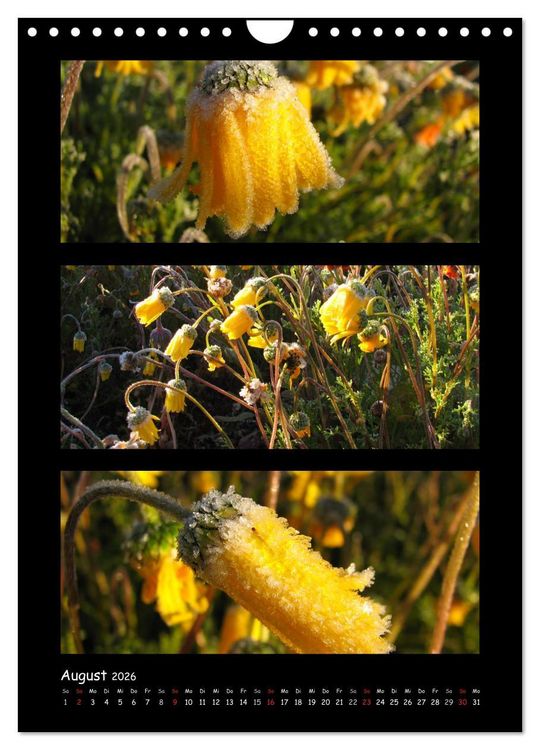 Produktbild: ZAUBERWELT DER BLUMEN - EISKRISTALLE & WASSERPERLEN (Wandkalender 2026 DIN A4 hoch), CALVENDO Monatskalender