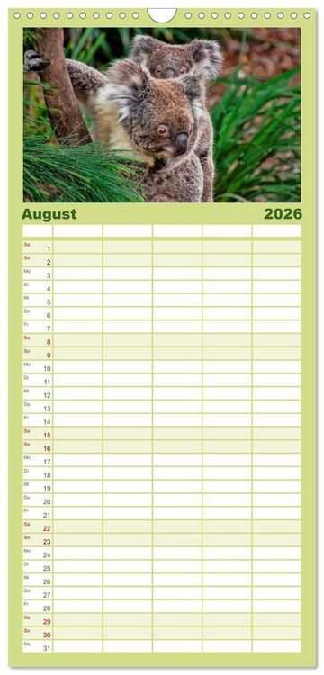 Produktbild: Familienplaner 2026 - Koala - kleiner Teddy mit 5 Spalten (Wandkalender, 21 x 45 cm) CALVENDO