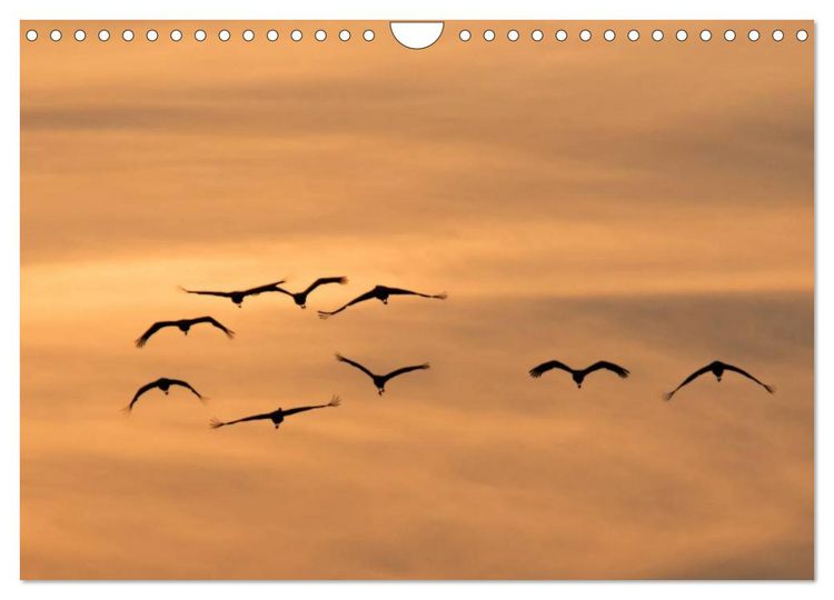 Produktbild: Kraniche auf dem Weg nach S&uuml;den (Wandkalender 2025 DIN A4 quer), CALVENDO Monatskalender