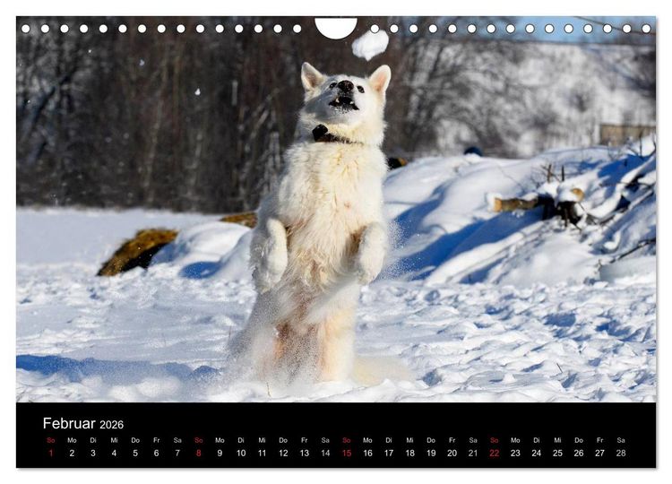 Produktbild: Wei&szlig;er Schweizer Sch&auml;ferhund (Wandkalender 2026 DIN A4 quer), CALVENDO Monatskalender