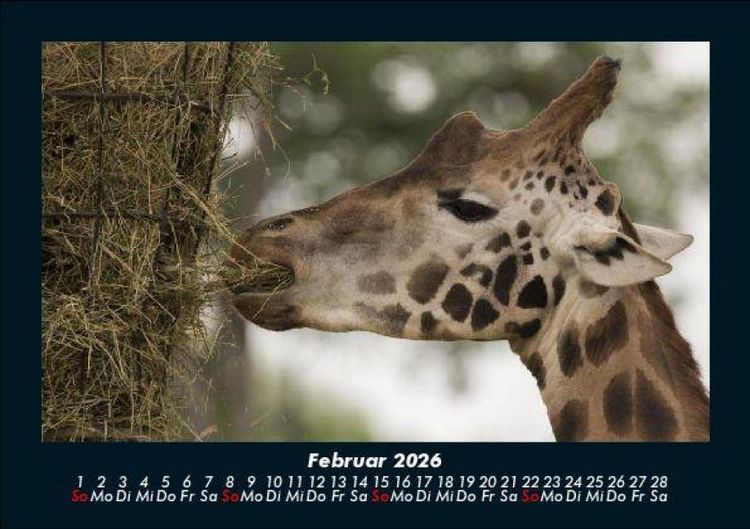 Produktbild: Tiere im Zoo 2026 Fotokalender DIN A5