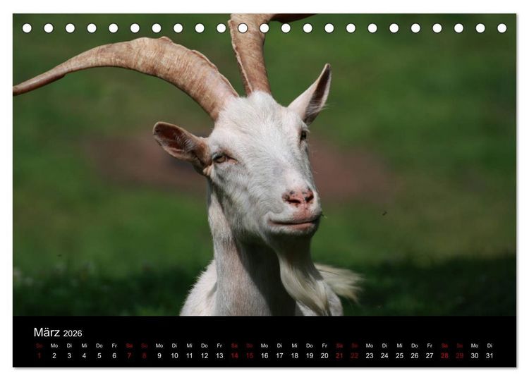 Produktbild: Eulhof (Tischkalender 2026 DIN A5 quer), CALVENDO Monatskalender