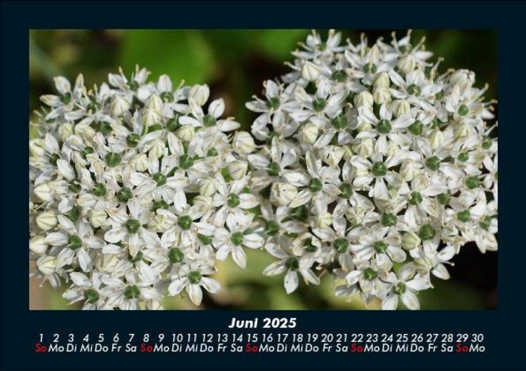 Produktbild: Blumentraum 2025 Fotokalender DIN A5