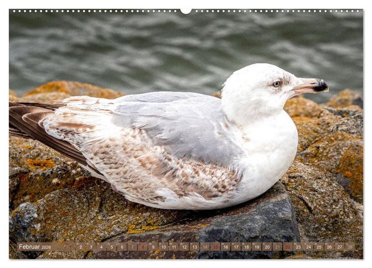 Produktbild: INSELLIEBE NORDERNEY (hochwertiger Premium Wandkalender 2026 DIN A2 quer), Kunstdruck in Hochglanz