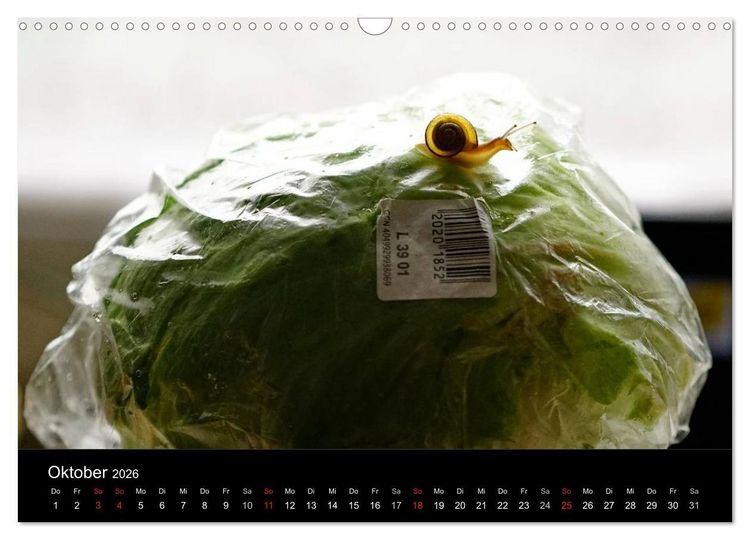 Produktbild: Kleine B&auml;nderschnecke ganz gro&szlig; - Gem&uuml;tlich durch das neue Jahr (Wandkalender 2026 DIN A3 quer), CALVENDO Monatskalender