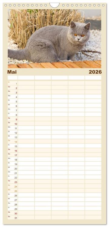 Produktbild: Familienplaner 2026 - B&auml;rige Schmusetiger - Britisch Kurzhaar Katzen mit 5 Spalten (Wandkalender, 21 x 45 cm) CALVENDO