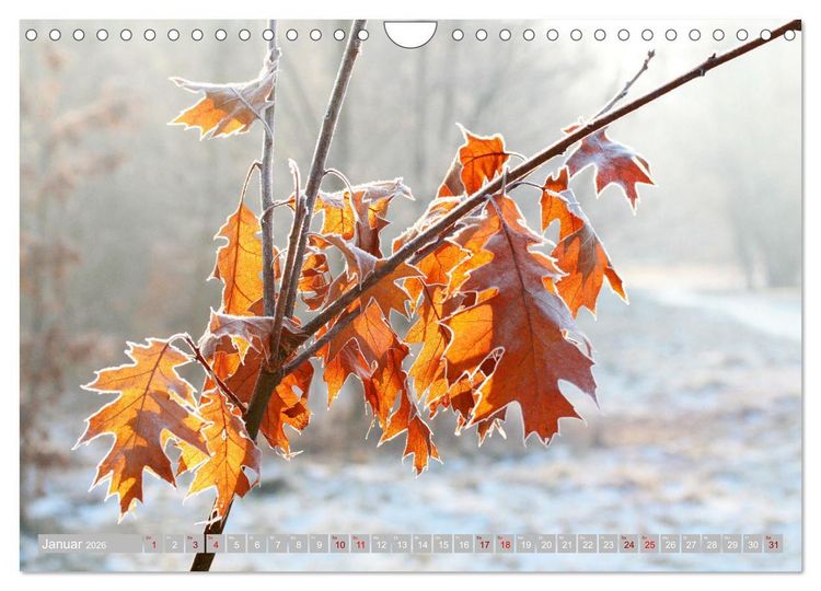 Produktbild: Natur, die bezaubert (Wandkalender 2026 DIN A4 quer), CALVENDO Monatskalender