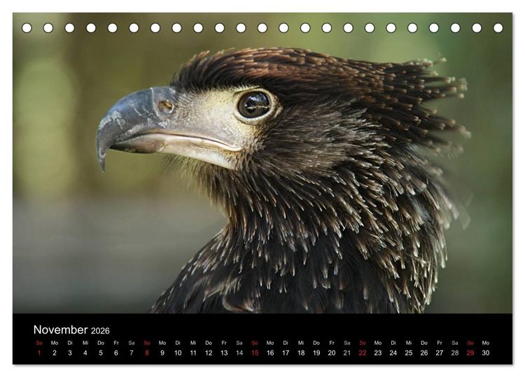Produktbild: Greifv&ouml;gel (Tischkalender 2026 DIN A5 quer), CALVENDO Monatskalender