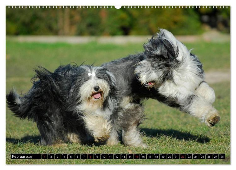 Produktbild: Liebenswerter Clown Bearded Collie (Wandkalender 2026 DIN A2 quer), CALVENDO Monatskalender