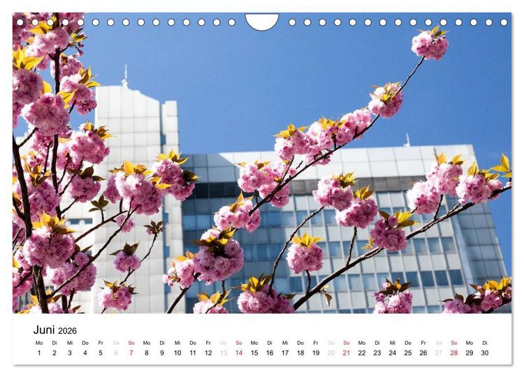 Produktbild: Bonn - Kirschbl&uuml;tenfest in der Altstadt (Wandkalender 2026 DIN A4 quer), CALVENDO Monatskalender