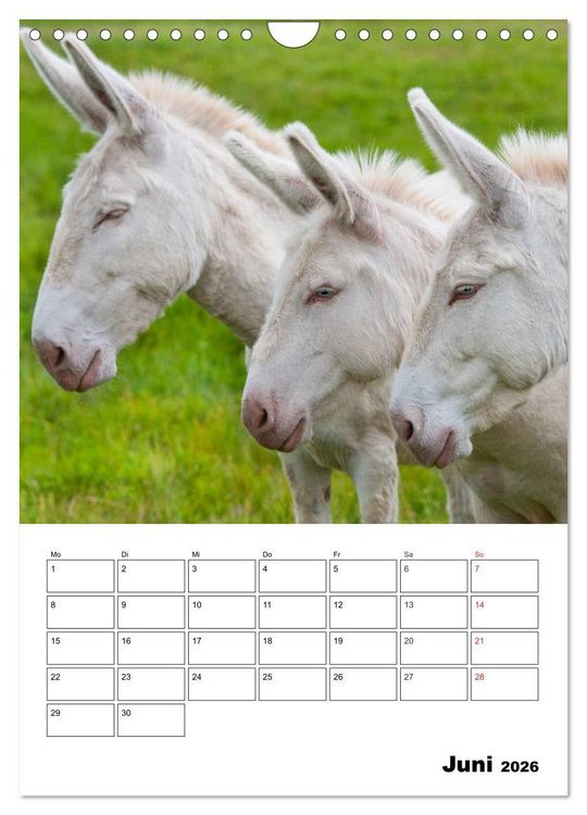 Produktbild: S&uuml;&szlig;e Esel. Langohren zum Verlieben (Wandkalender 2026 DIN A4 hoch), CALVENDO Monatskalender