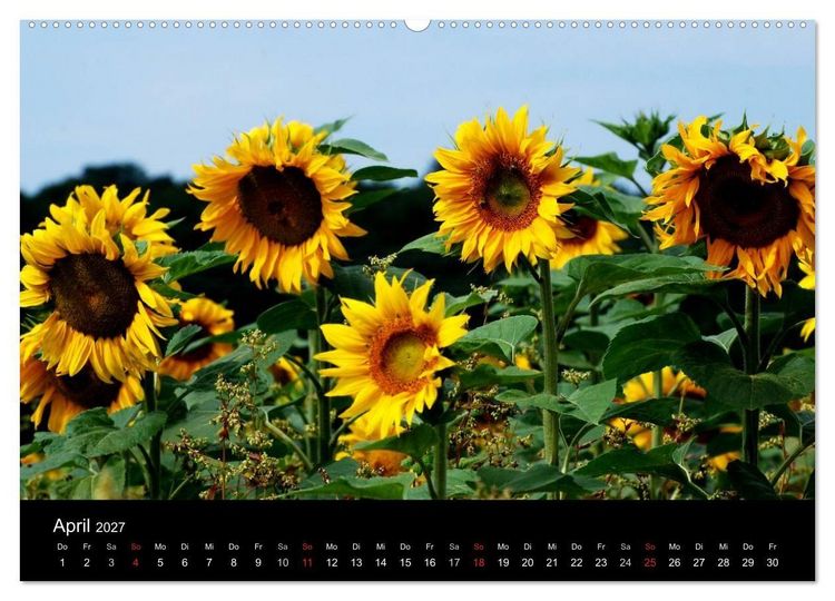 Produktbild: Sonnenblumen (hochwertiger Premium Wandkalender 2027 DIN A2 quer), Kunstdruck in Hochglanz