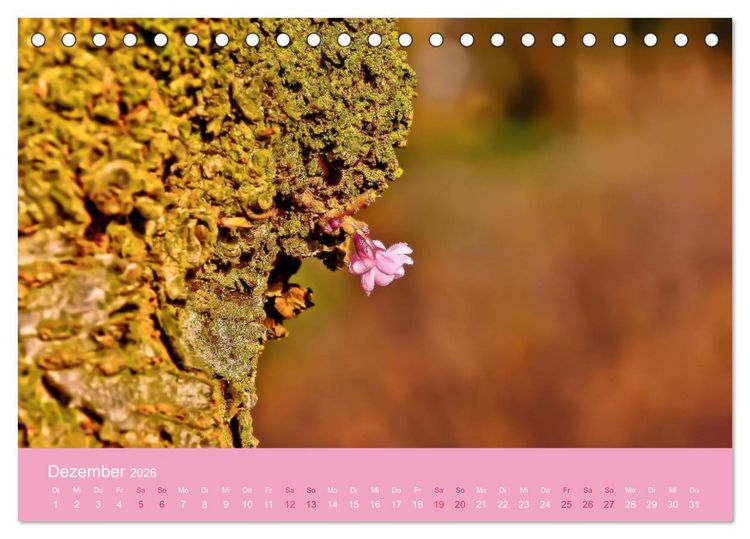 Produktbild: Zarte Kirschbl&uuml;ten - Berauschende Gedankend&uuml;fte (Tischkalender 2026 DIN A5 quer), CALVENDO Monatskalender