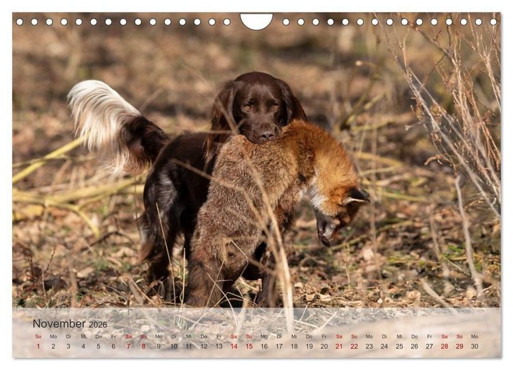 Produktbild: Treue Jagdgef&auml;hrten Der kleine M&uuml;nsterl&auml;nder (Wandkalender 2026 DIN A4 quer), CALVENDO Monatskalender