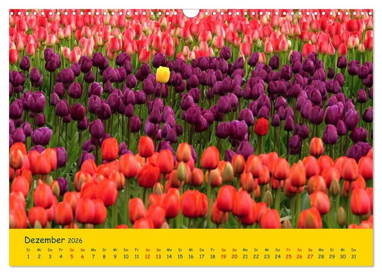 Produktbild: Tulpentraum (Wandkalender 2026 DIN A3 quer), CALVENDO Monatskalender