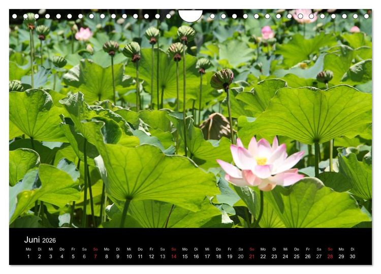 Produktbild: Trauminsel Mauritius (Wandkalender 2026 DIN A4 quer), CALVENDO Monatskalender