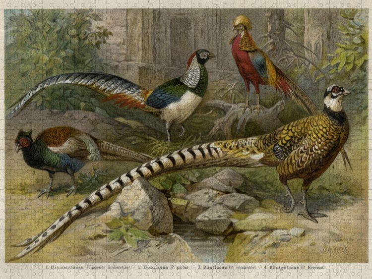 Produktbild: CALVENDO Puzzle Fasanen, K&uuml;nstler: Friedrich Specht (1839-1909) | 1000 Teile Lege-Gr&ouml;&szlig;e 64x48cm Foto-Puzzle f&uuml;r gl&uuml;ckliche Stunden