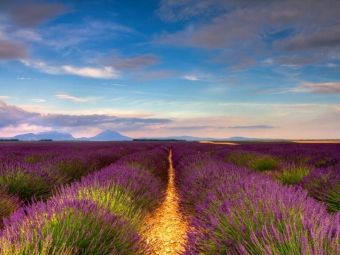 Produktbild: CALVENDO Puzzle Lavendelfelder auf dem Valensole Plateau | 1000 Teile Lege-Gr&ouml;&szlig;e 64x48cm Foto-Puzzle f&uuml;r gl&uuml;ckliche Stunden