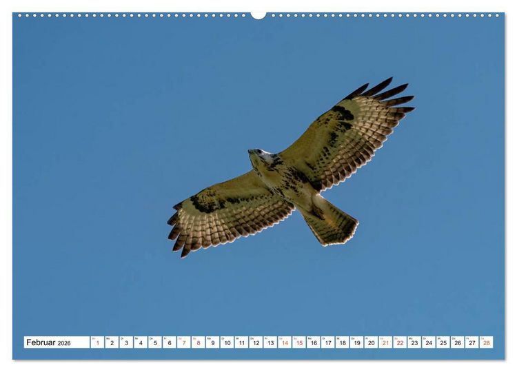 Produktbild: Heimische GREIFV&Ouml;GEL Adler Milan Bussard Weihe Sperber (Wandkalender 2026 DIN A2 quer), CALVENDO Monatskalender