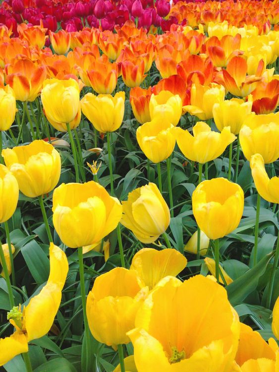 Produktbild: CALVENDO Puzzle Triumph-Tulpen 1000 Teile Lege-Gr&ouml;&szlig;e 48 x 64 cm Foto-Puzzle Bild von Eugeniya Kareva