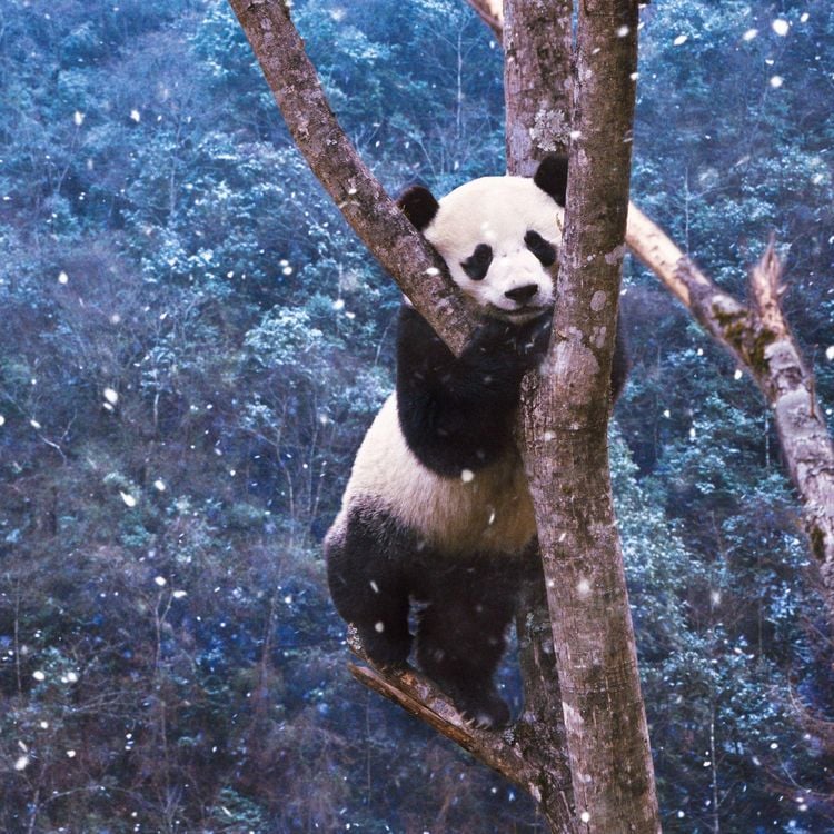 Produktbild: Bears 2027
