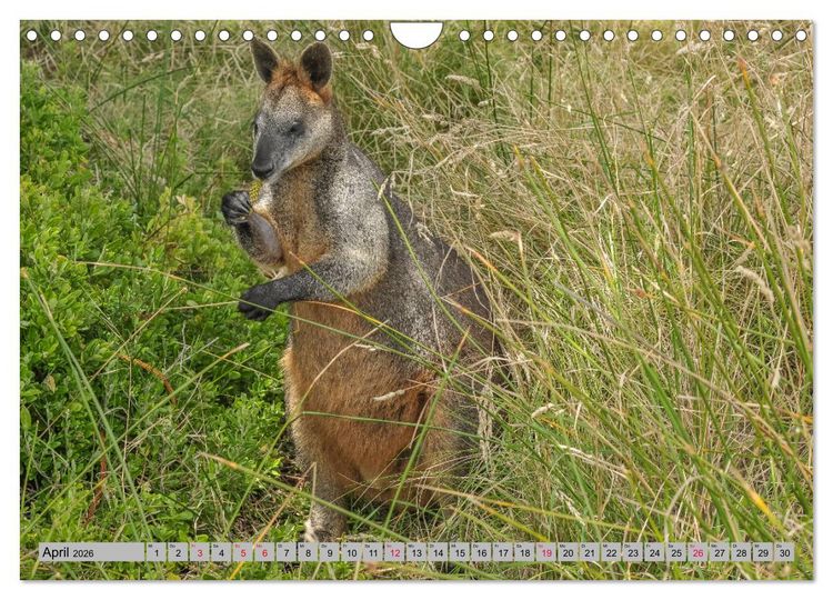 Produktbild: K&auml;ngururs und Wallabys (Wandkalender 2026 DIN A4 quer), CALVENDO Monatskalender