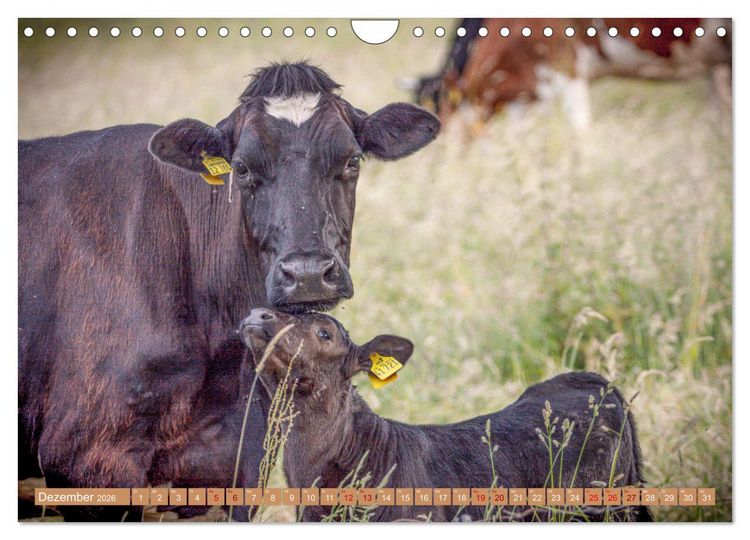 Produktbild: Mutterk&uuml;he (Wandkalender 2026 DIN A4 quer), CALVENDO Monatskalender