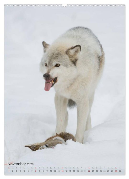 Produktbild: Emotionale Momente: Der Wolf. (hochwertiger Premium Wandkalender 2026 DIN A2 hoch), Kunstdruck in Hochglanz