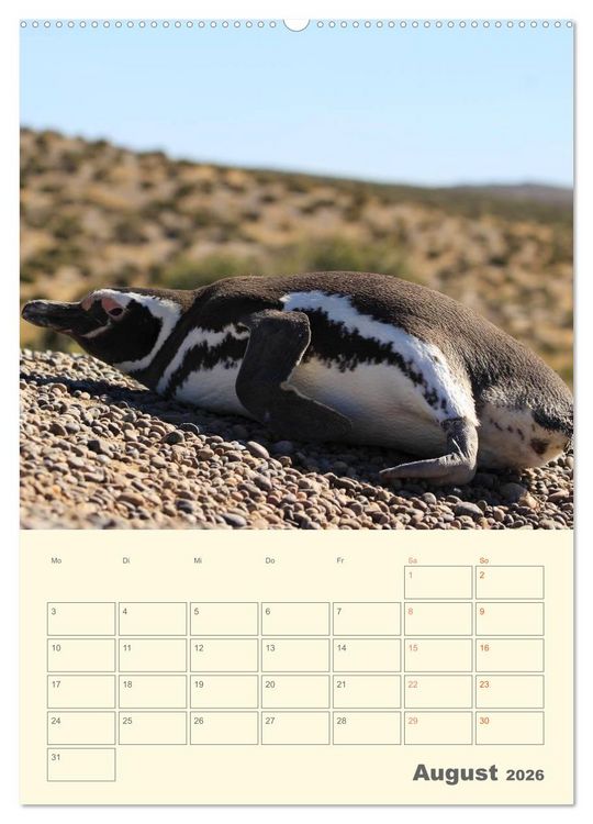 Produktbild: Mit Pinguinen durch das Jahr (Wandkalender 2026 DIN A2 hoch), CALVENDO Monatskalender