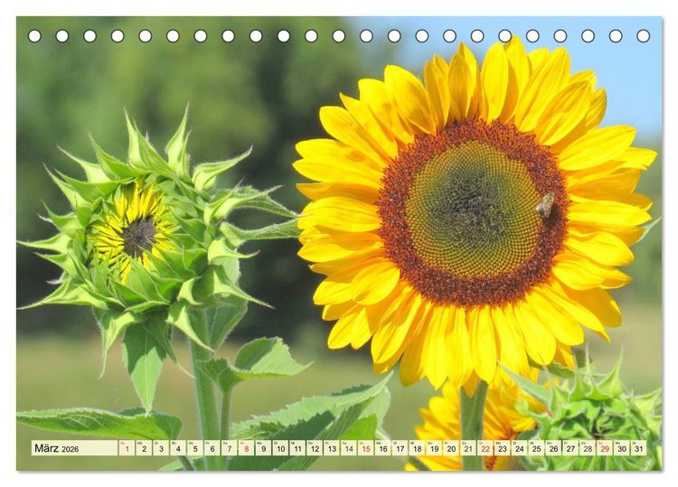 Produktbild: Sonnenblumen. Das Strahlen des Sommers (Tischkalender 2026 DIN A5 quer), CALVENDO Monatskalender