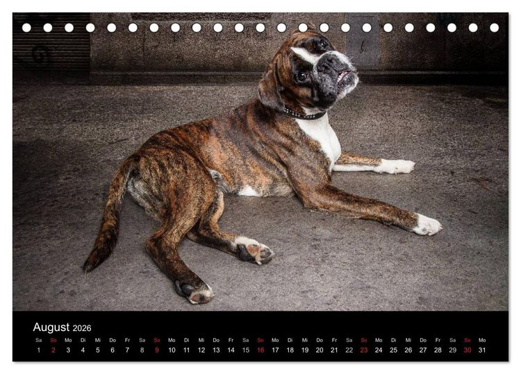 Produktbild: Urban Dogs - Hundekalender der anderen Art (Tischkalender 2026 DIN A5 quer), CALVENDO Monatskalender