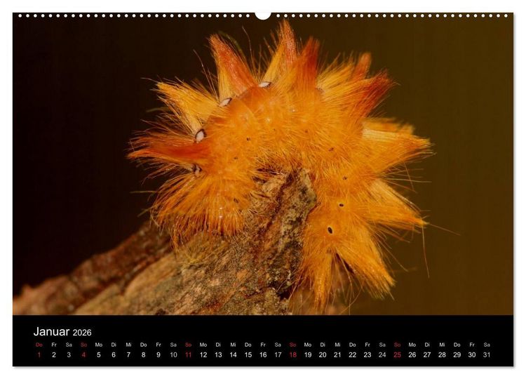Produktbild: Faszination Schmetterlingsraupen (Wandkalender 2026 DIN A2 quer), CALVENDO Monatskalender