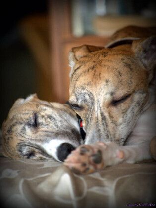 Produktbild: CALVENDO Puzzle Classy Whippets | 1000 Teile Lege-Gr&ouml;&szlig;e 64x48cm Foto-Puzzle f&uuml;r gl&uuml;ckliche Stunden