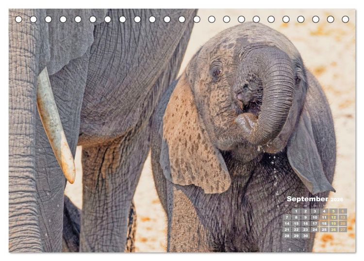 Produktbild: Elefantenkinder: Winzlinge im Land der Riesen (Tischkalender 2026 DIN A5 quer), CALVENDO Monatskalender