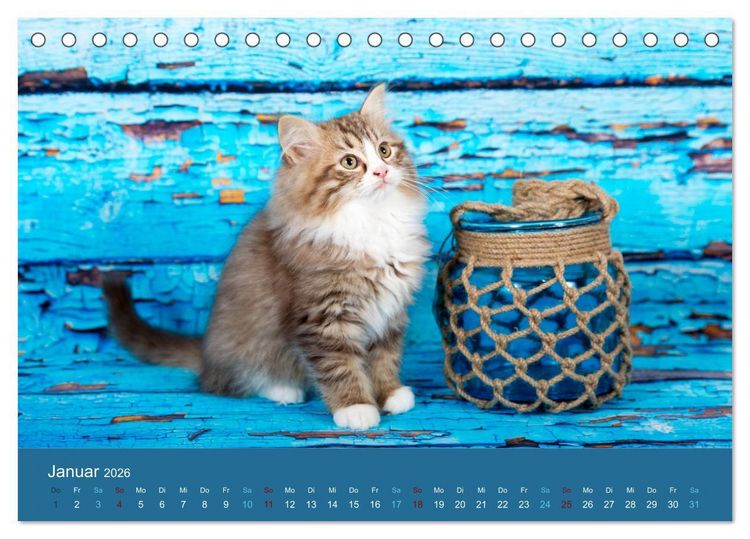Produktbild: Verspielte Ragdolls - Sanfte Katzen in seidigem Haarkleid (Tischkalender 2026 DIN A5 quer), CALVENDO Monatskalender