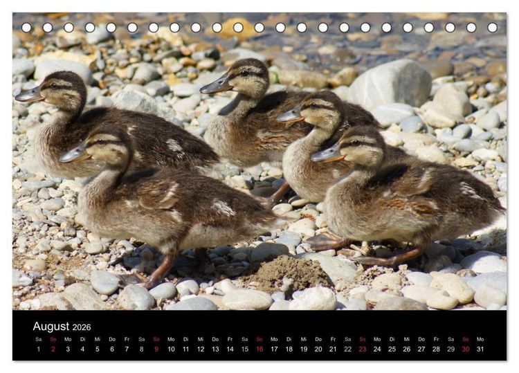 Produktbild: Das Leben der Enten (Tischkalender 2026 DIN A5 quer), CALVENDO Monatskalender