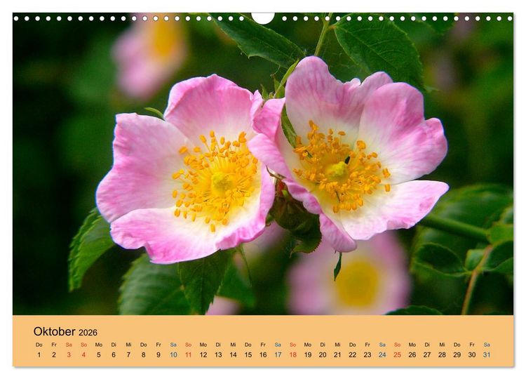 Produktbild: Wildblumen 2026 (Wandkalender 2026 DIN A3 quer), CALVENDO Monatskalender