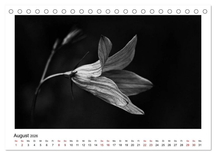 Produktbild: Die grafische Sch&ouml;nheit der Pflanzen &ndash; Schwarz-Wei&szlig; (Tischkalender 2026 DIN A5 quer), CALVENDO Monatskalender