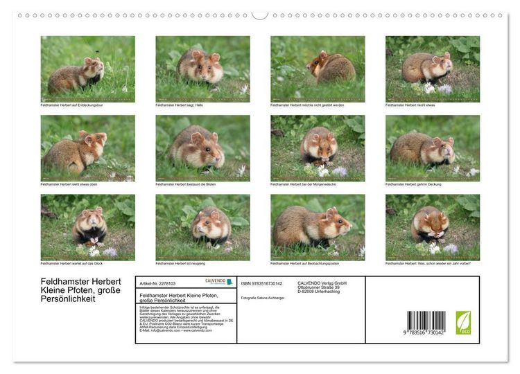 Produktbild: Feldhamster Herbert Kleine Pfoten, gro&szlig;e Pers&ouml;nlichkeit (hochwertiger Premium Wandkalender 2026 DIN A2 quer), Kunstdruck in Hochglanz