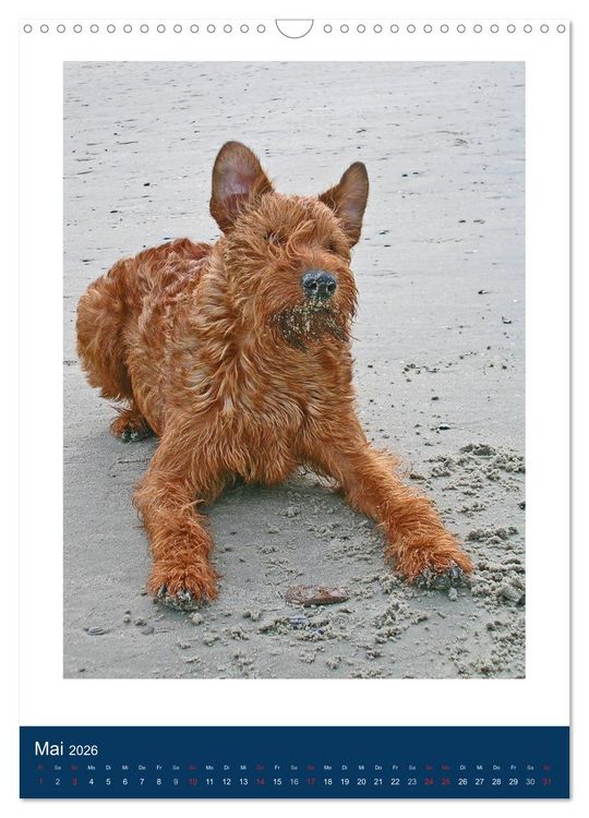 Produktbild: Kelly - Ein Irish Terrier macht Urlaub (Wandkalender 2026 DIN A3 hoch), CALVENDO Monatskalender