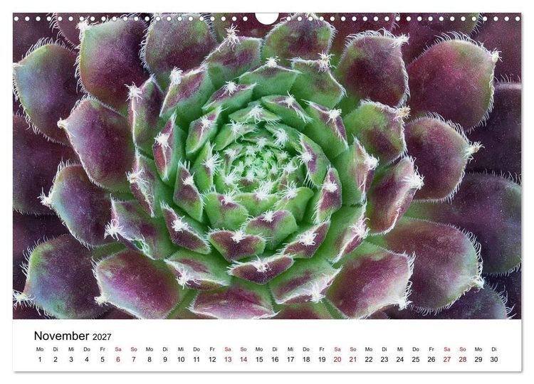Produktbild: Sukkulenten Galerie (Wandkalender 2027 DIN A3 quer), CALVENDO Monatskalender